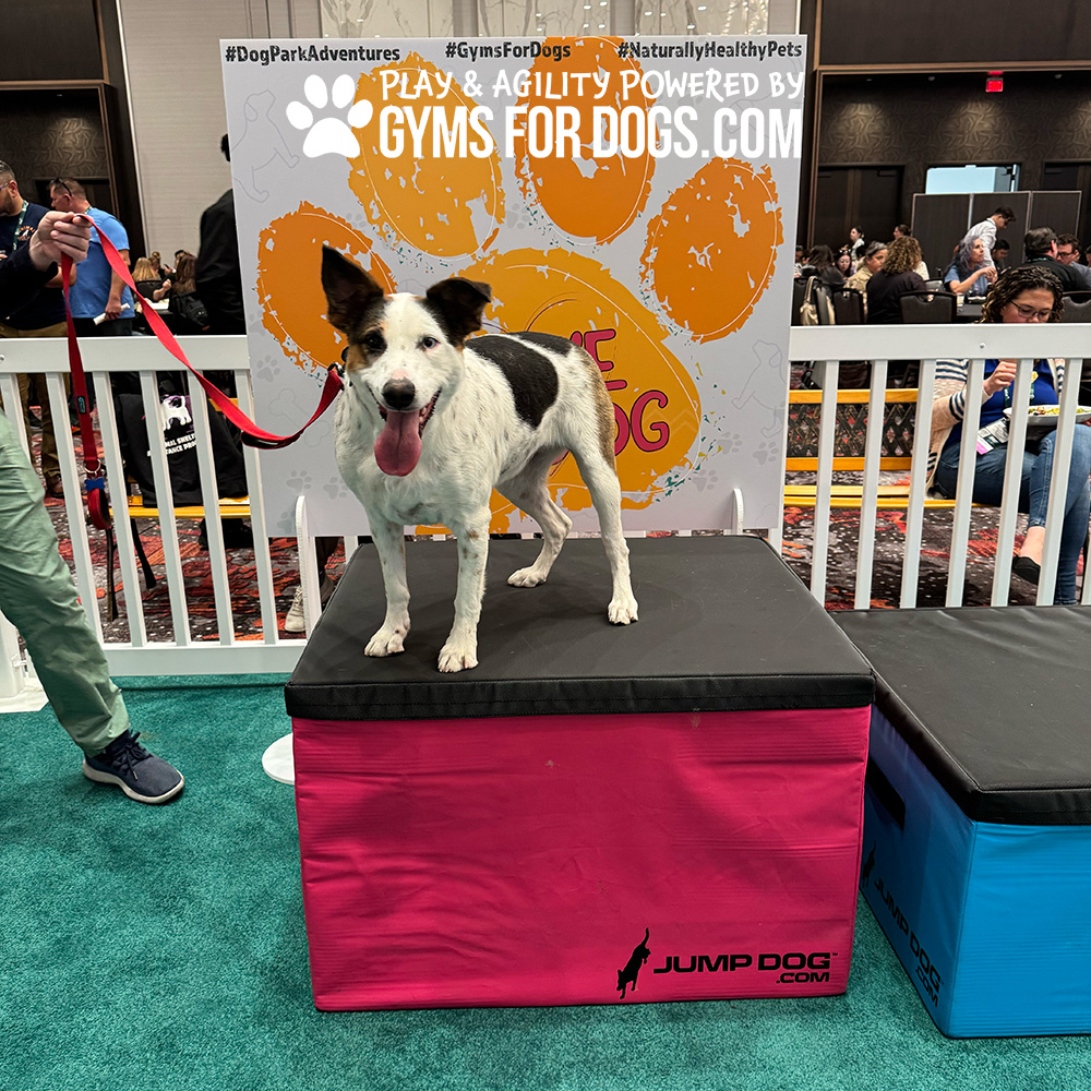Jump Dog - Jump Training Agility Box - 24" H - Image 7