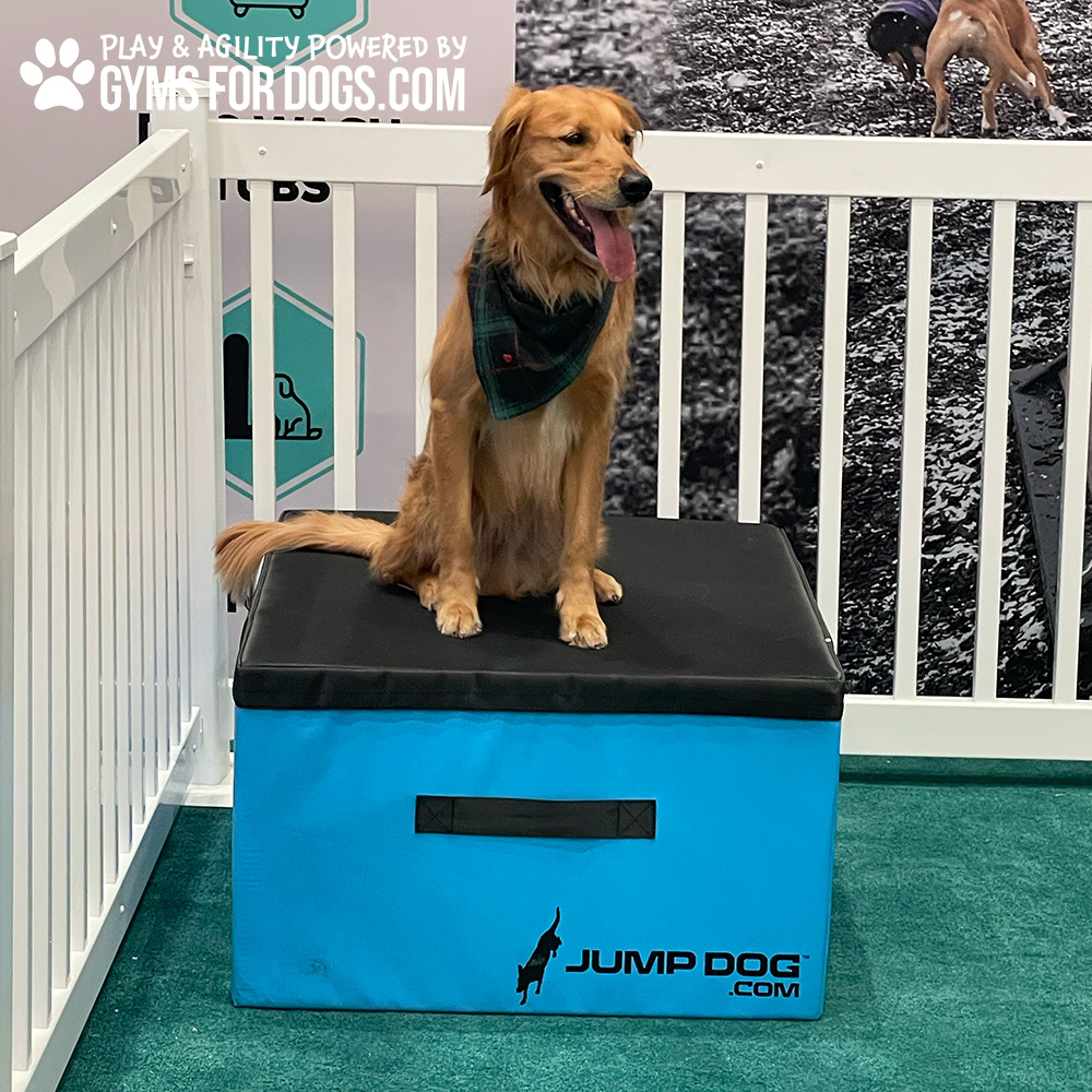 Jump Dog - Jump Training Agility Box - 24" H - Image 5