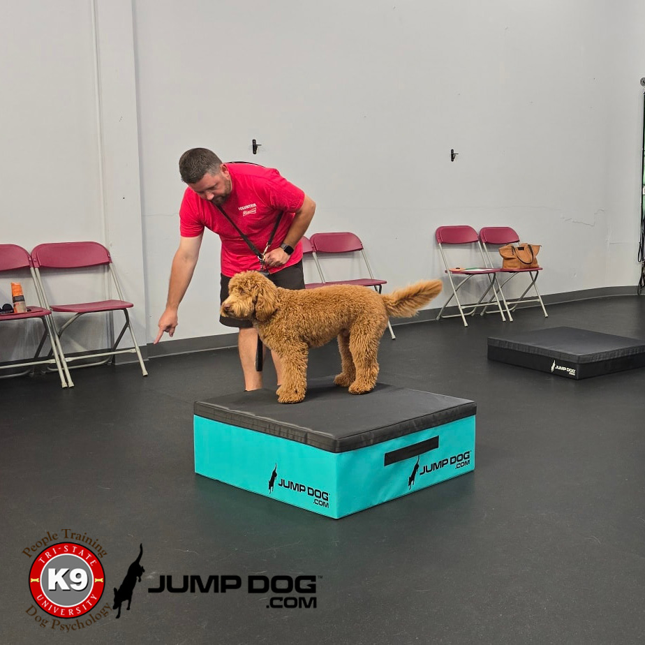 Jump Dog - Jump Training Agility Box - 12" H - Image 10