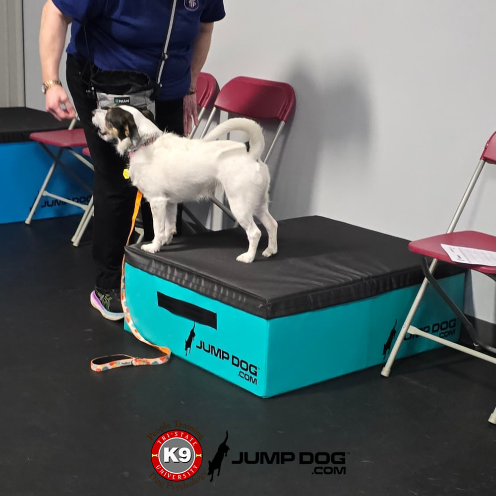 Jump Dog - Jump Training Agility Box - 12" H - Image 4