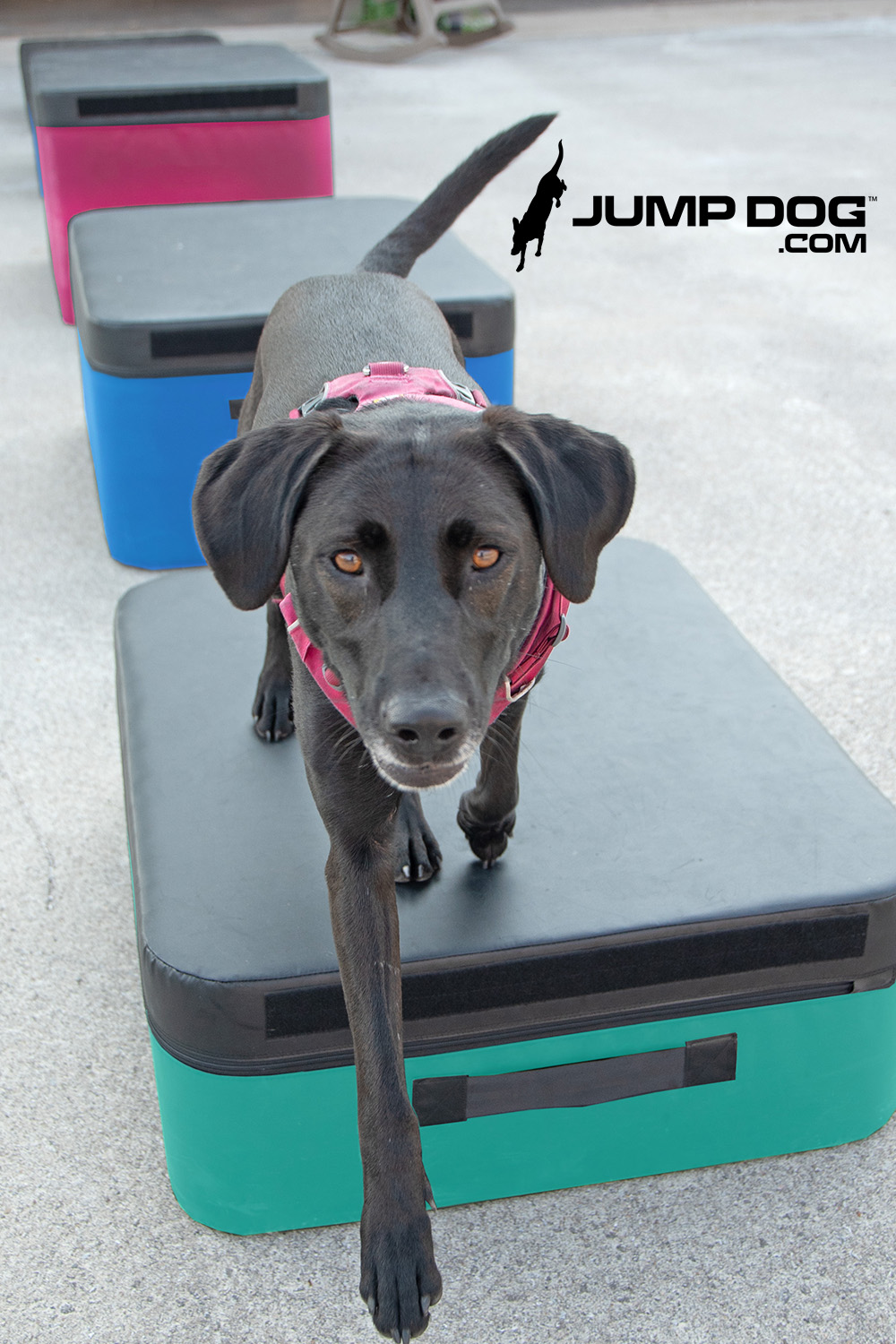 Jump Dog - Jump Training Agility Box - 12" H - Image 14