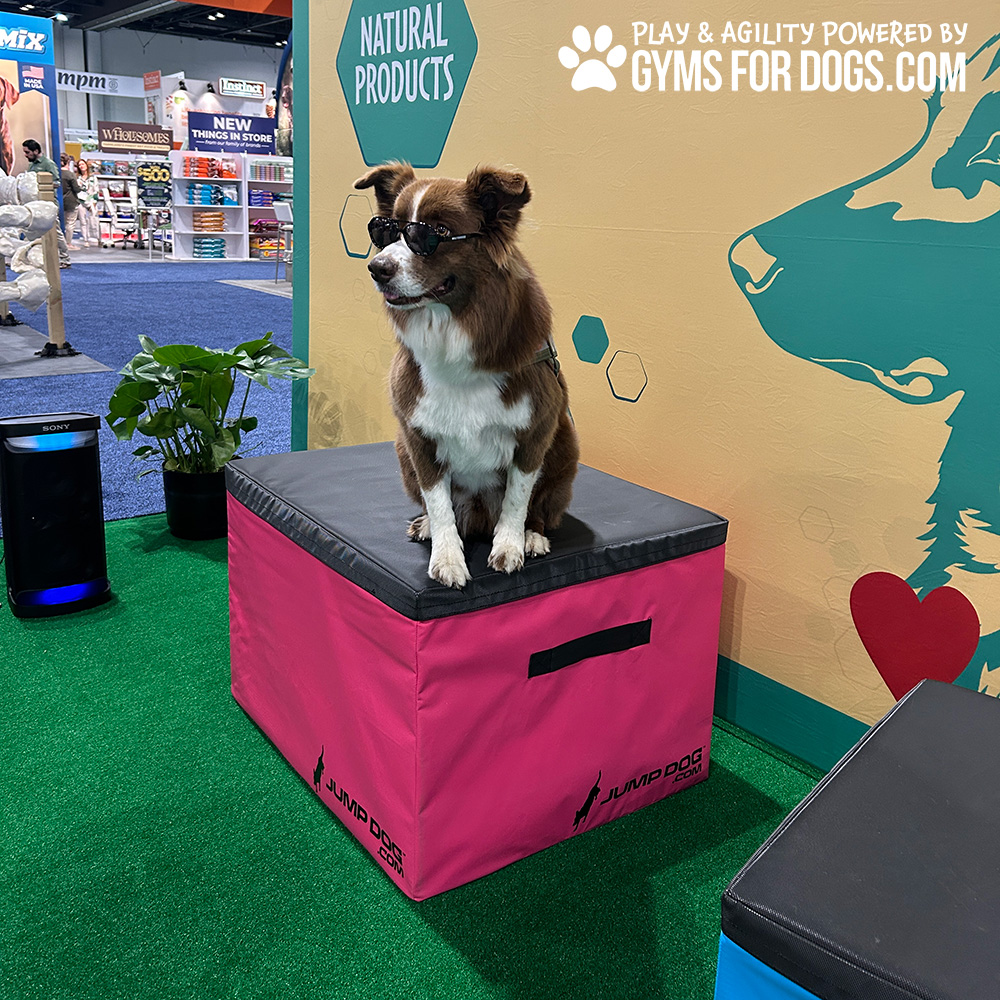 Jump Dog - Jump Training Agility Box - 24" H - Image 16