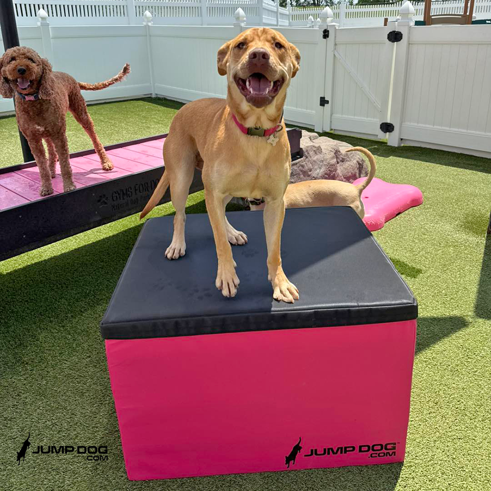 Jump Dog - Jump Training Agility Box - 24" H - Image 8